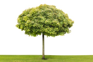 mature tree 